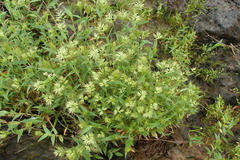 Jansenella griffithiana